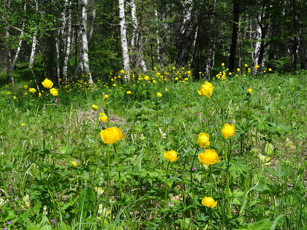 Image of Trollius europaeus specimen.