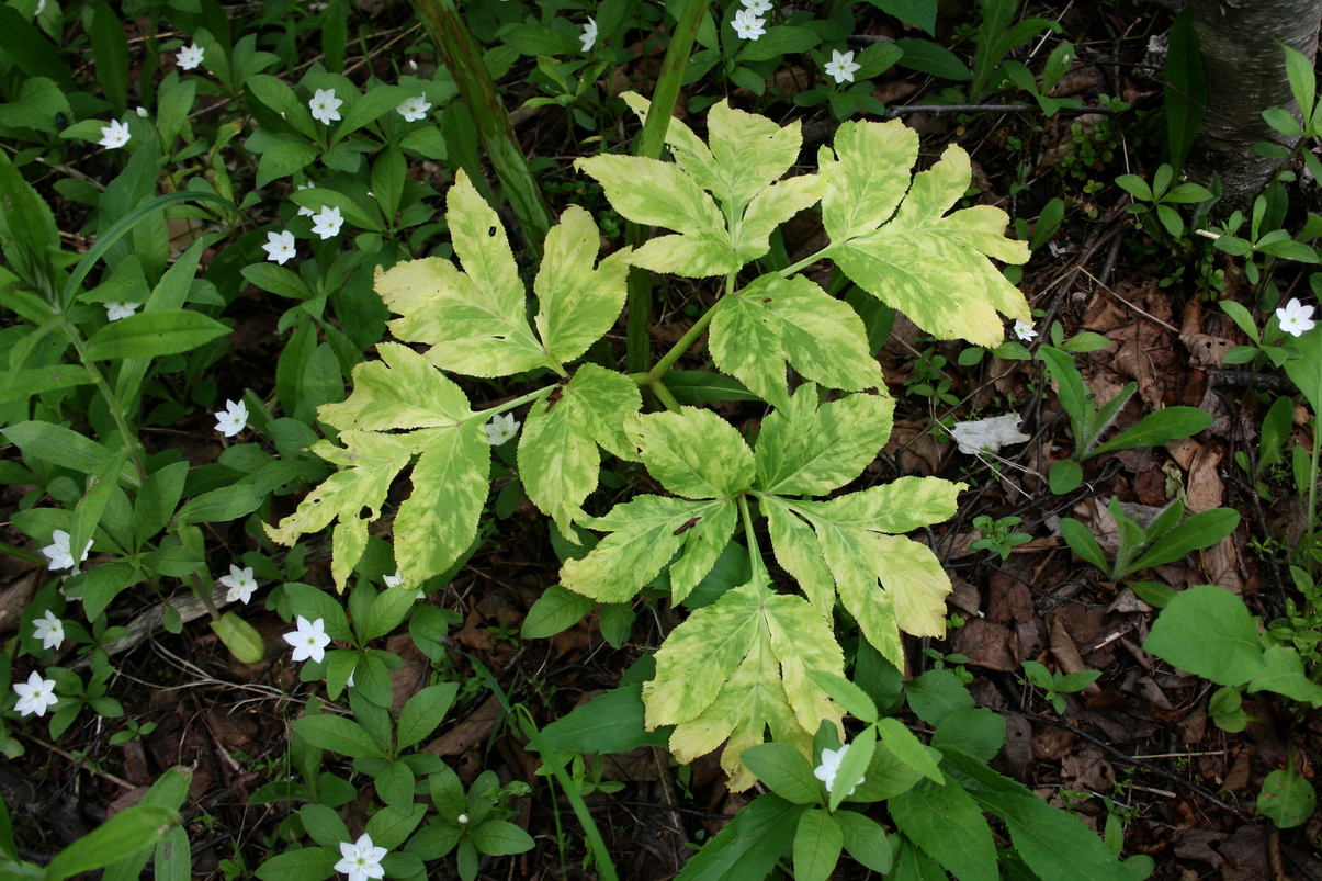 Изображение особи Angelica sachalinensis.