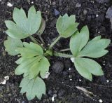 genus Ranunculus. Ювенильное растение. Греция, Халкидики, с. Неа Потидеа (Νέα Ποτίδαια), в культуре с п-ва Ситония (Σιθωνία). 10.02.2014.