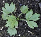 Ranunculus