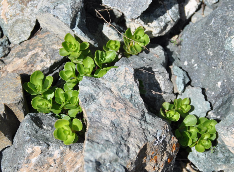 Image of Sedum oppositifolium specimen.