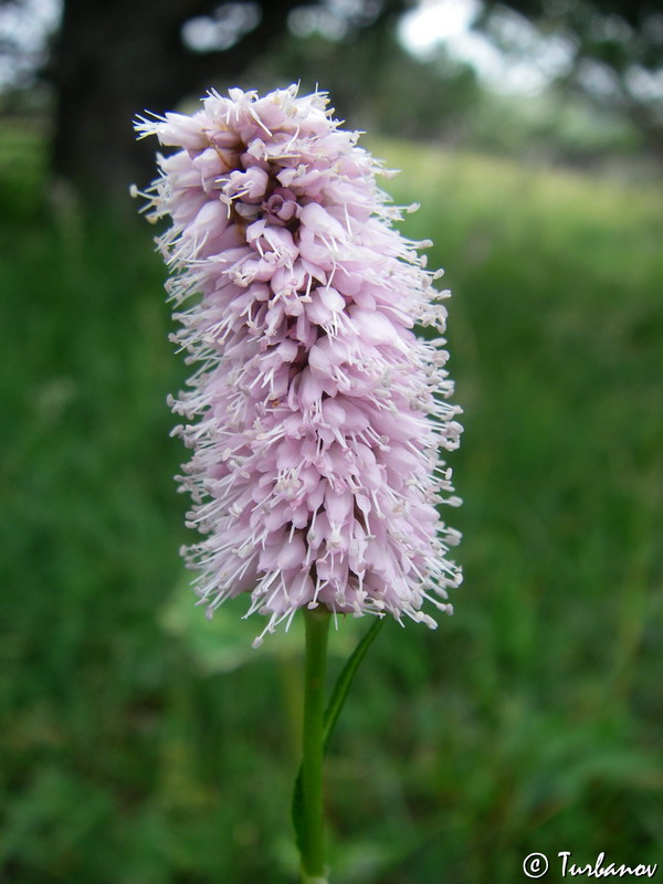 Image of Bistorta ensigera specimen.