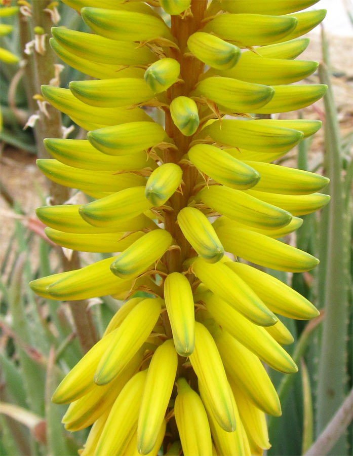 Image of genus Aloe specimen.