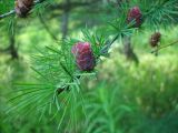 Larix cajanderi