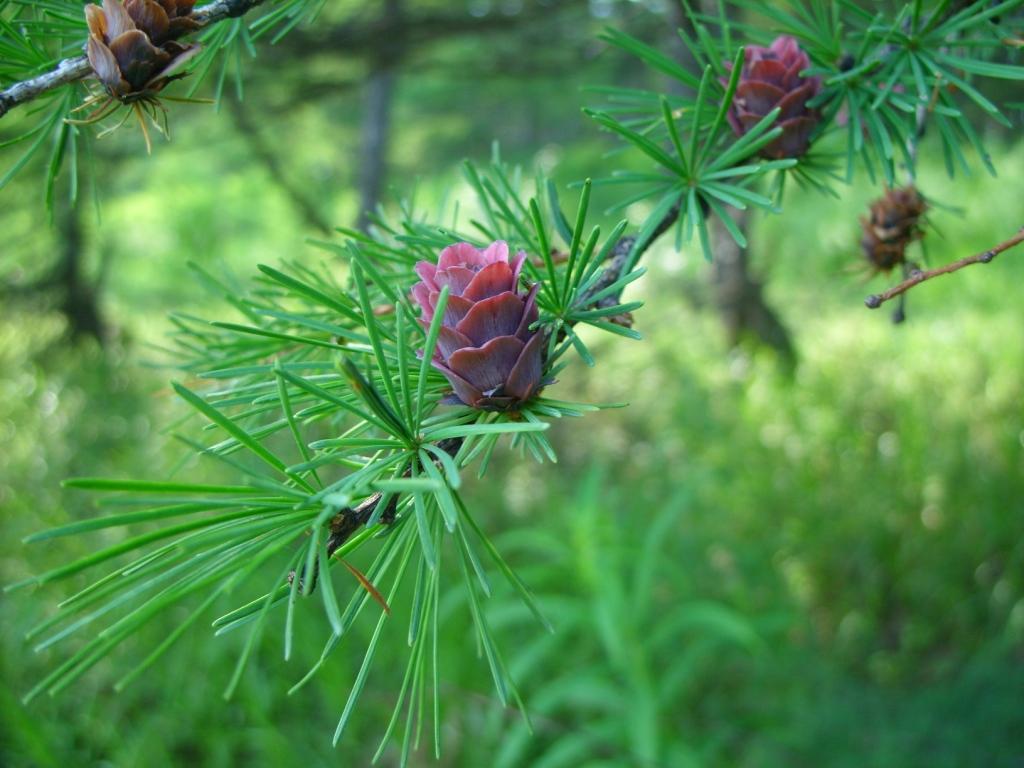 Image of Larix cajanderi specimen.