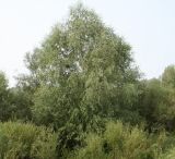 род Salix