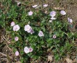 Geranium sanguineum