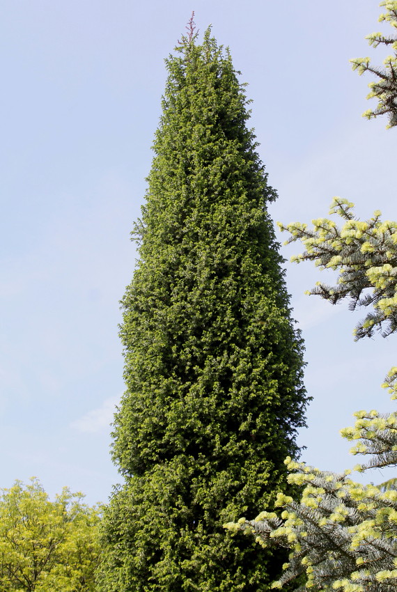 Image of Juniperus drupacea specimen.