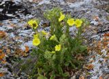 Potentilla callieri. Цветущее растение с кормящимися жуками-нарывниками на скальном обнажении. Крым, Керченский п-ов, Караларская степь. 07.06.2014.