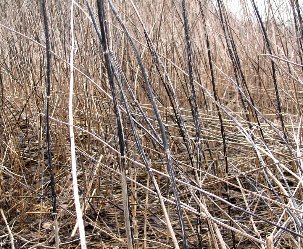 Image of Urtica dioica specimen.