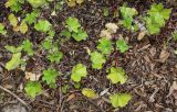 genus Malva. Цветущие растения. Германия, г. Дюссельдорф, Ботанический сад университета. 02.06.2014.