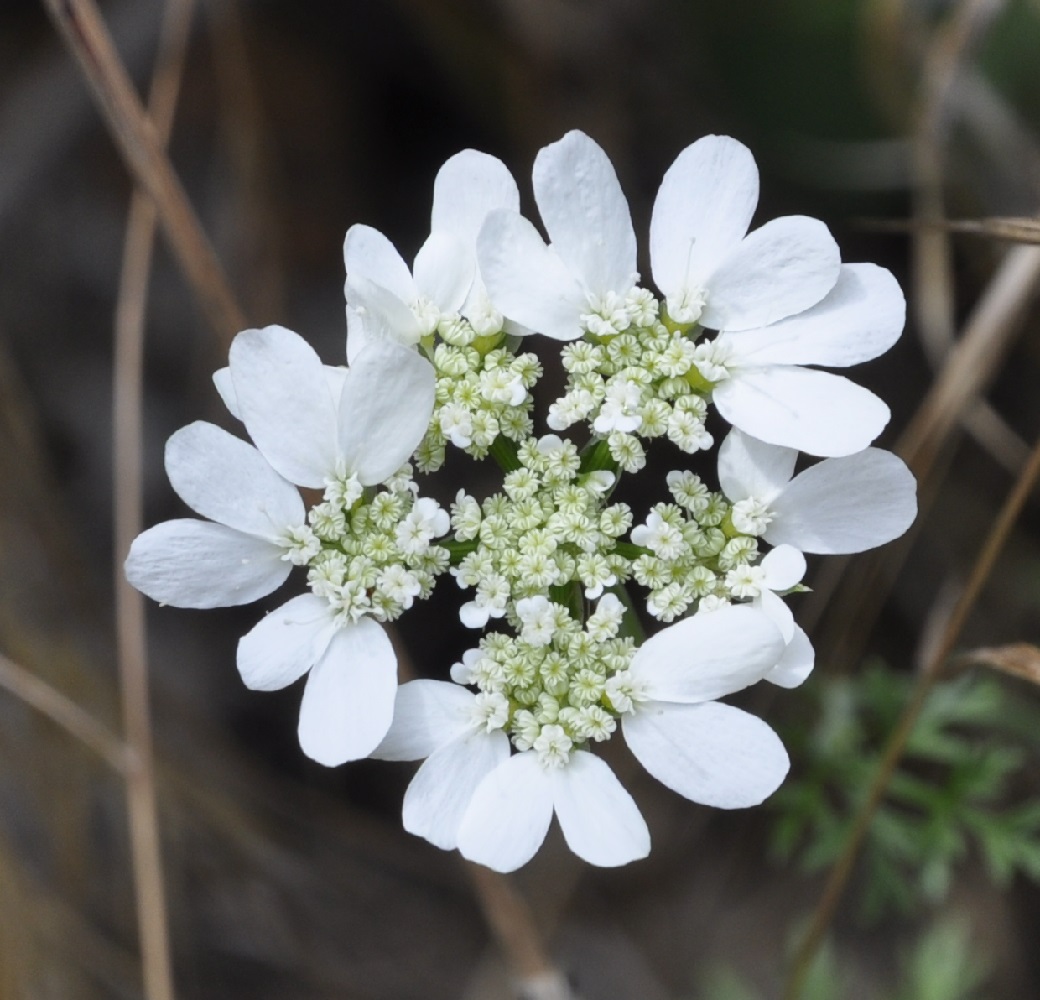 Image of Orlaya daucorlaya specimen.