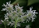 Heracleum apiifolium. Соцветие. Адыгея, Кавказский биосферный заповедник, долина реки Киша, субальпика, 1820 м н.у.м. 03.07.2014.