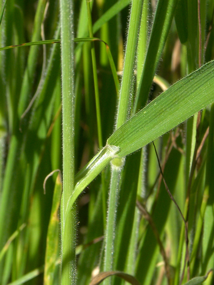 Image of Holcus lanatus specimen.