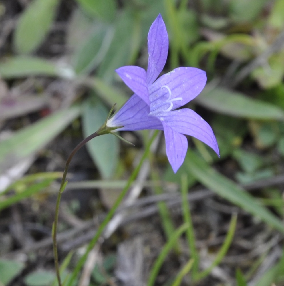 Изображение особи род Campanula.