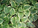 Hosta fortunei. Вегетирующее растение ('Aureo-marginata'). Германия, г. Дюссельдорф, Ботанический сад университета. 03.06.2014.