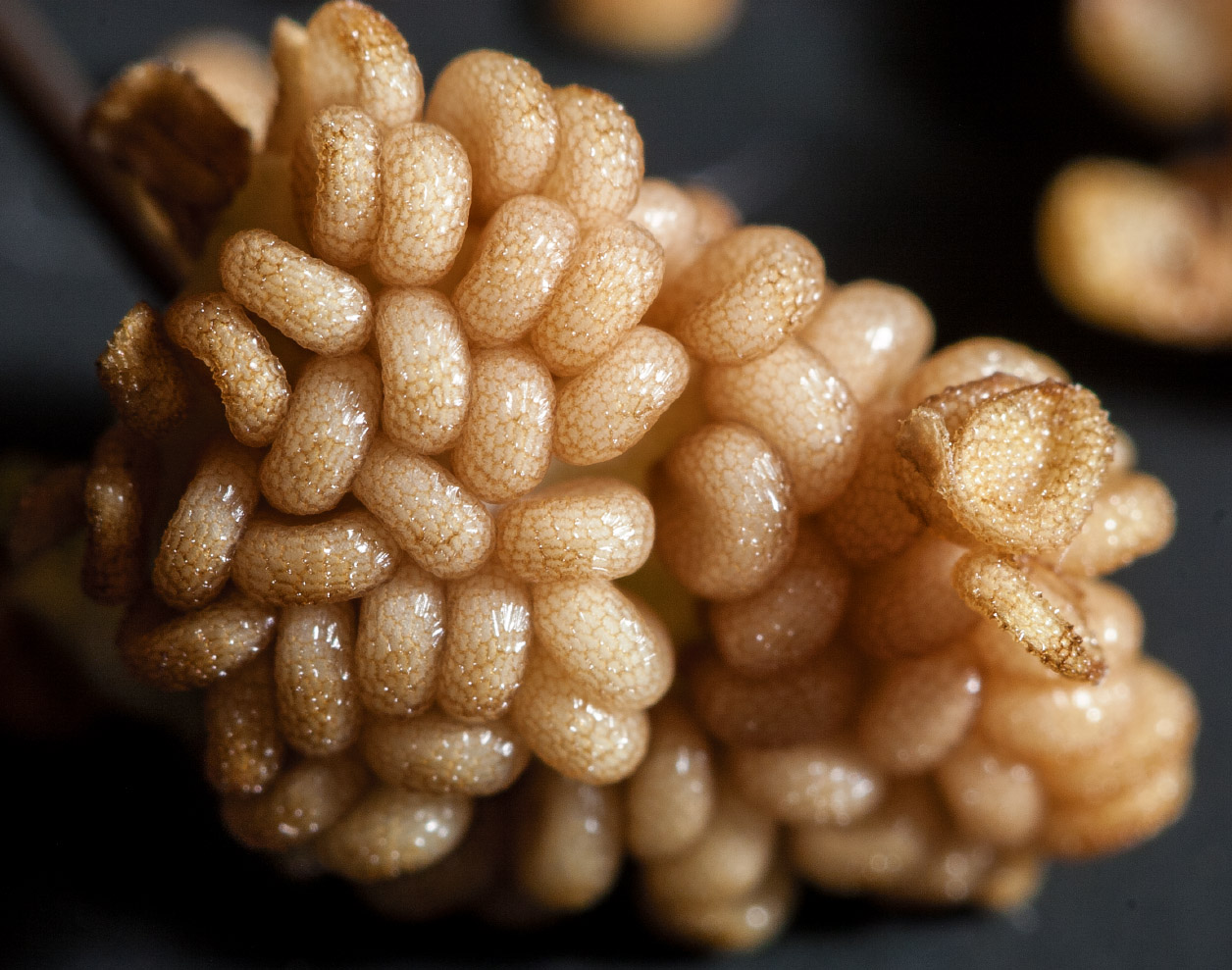 Image of Hyoscyamus niger specimen.