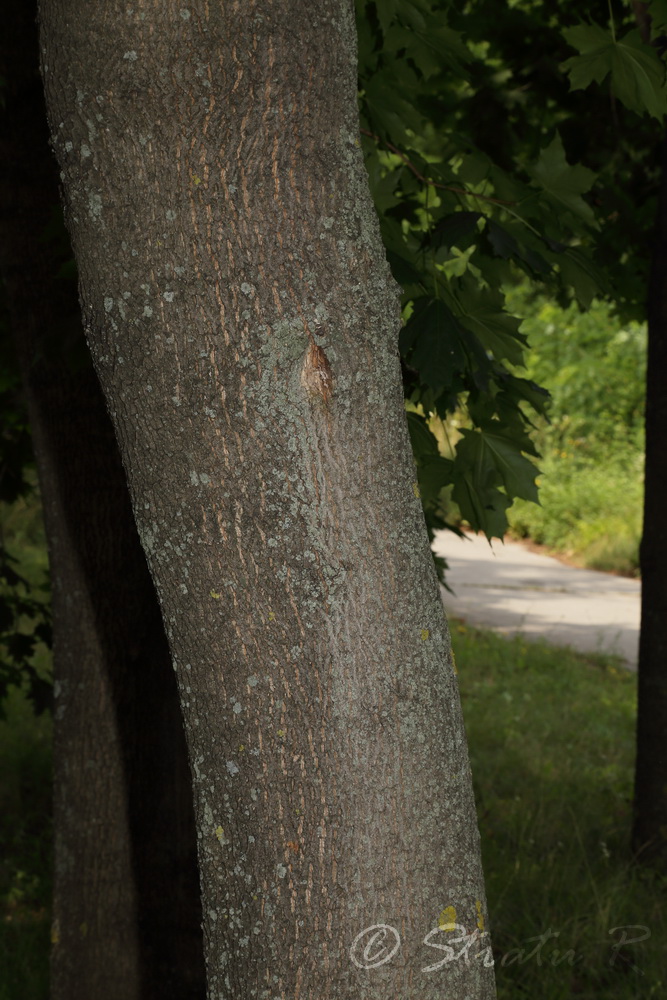 Image of Acer platanoides specimen.