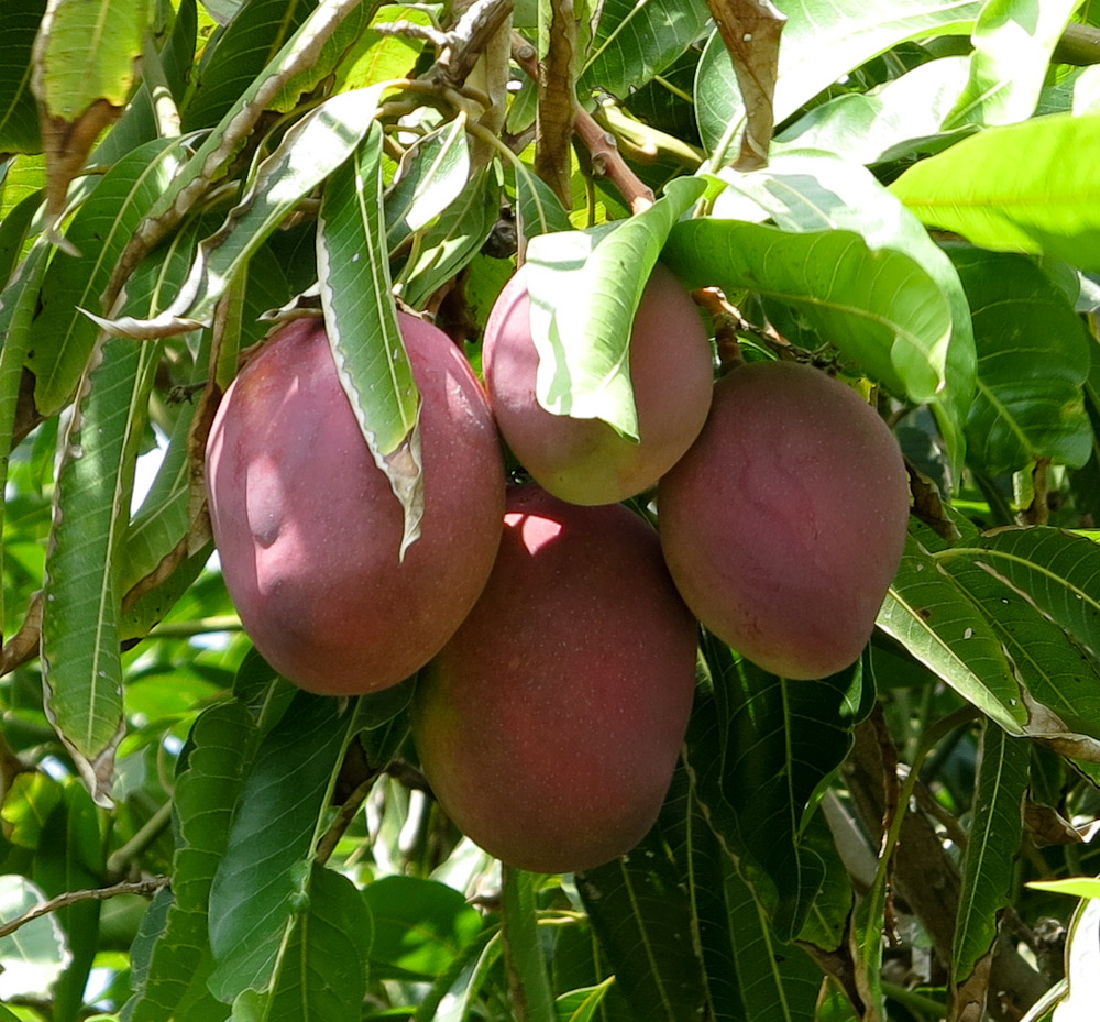 Изображение особи Mangifera indica .