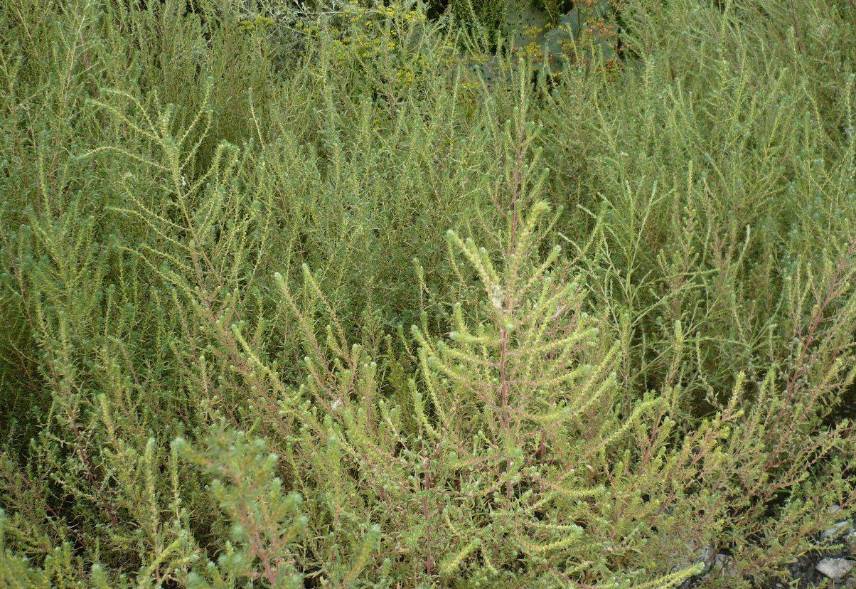 Image of Bassia scoparia specimen.