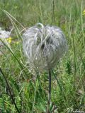 Clematis integrifolia. Плод. Крымский природный заповедник, Бабуган-Яйла. 19.07.2009.