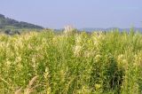 Cirsium setosum