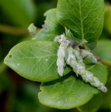 Image of taxon representative. Author is Валерий Куделя