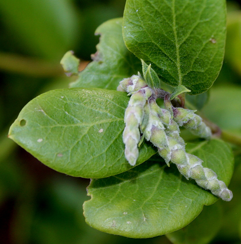 Изображение особи Garrya elliptica.