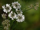 Coriandrum sativum. Верхушка цветущего растения. Московская обл., Раменский р-н, окр. дер. Хрипань, садовый участок. 28.07.2014.