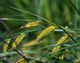 Carex vesicaria. Часть побега с соплодиями. Московская обл., Раменский р-н, окр. ж.-д. платформы Хрипань, просека под ЛЭП. 07.06.2014.
