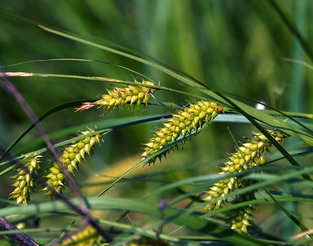 Изображение особи Carex vesicaria.