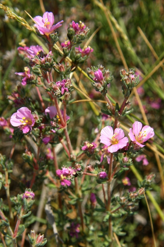 Image of Frankenia hirsuta specimen.