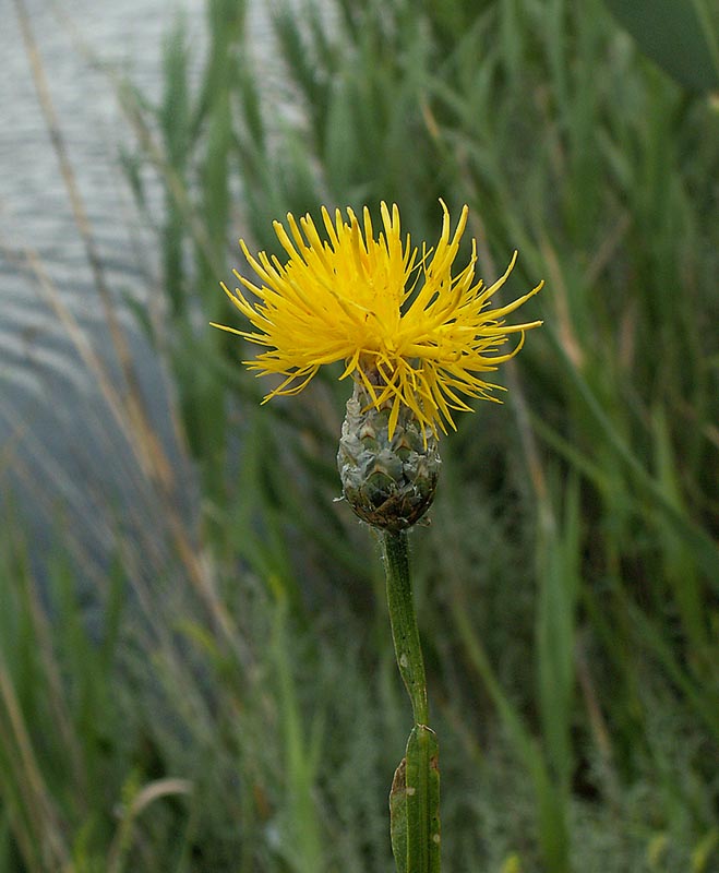 Изображение особи Chartolepis intermedia.