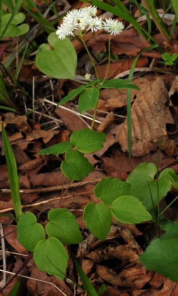 Изображение особи Thalictrum filamentosum.