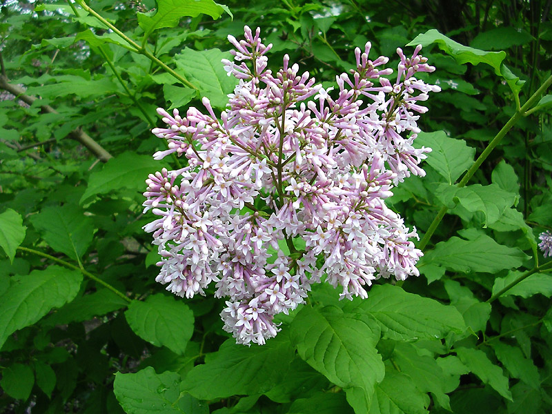 Изображение особи Syringa josikaea.