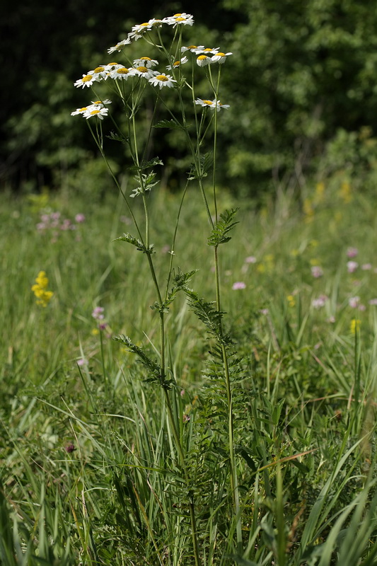 Изображение особи Pyrethrum corymbosum.