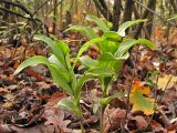 Epipactis helleborine