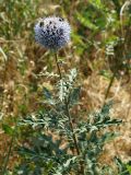 Echinops chantavicus. Верхушка растения с соцветием и кормящимися насекомыми. Кыргызстан, Чуйская обл., предгорье, луг перед склоном восточнее с. Орто-Сай. 27.06.2015.