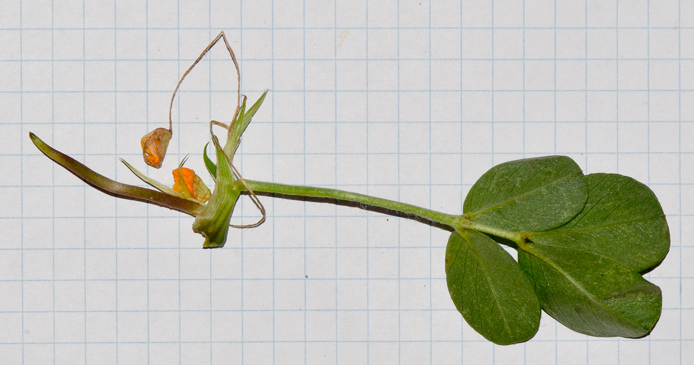 Image of Arachis hypogaea specimen.