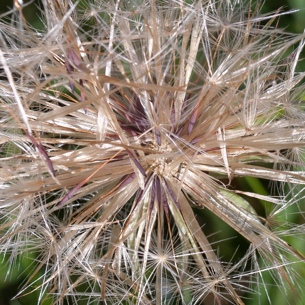 Image of Hypochaeris radicata specimen.