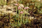 Antennaria dioica. Цветущие растения. Северный Урал, Пермский край, Коми-Пермяцкий округ, р-н Усть-Черной, высокий песчаный берег реки Весляны. 14 июня 2013 г.