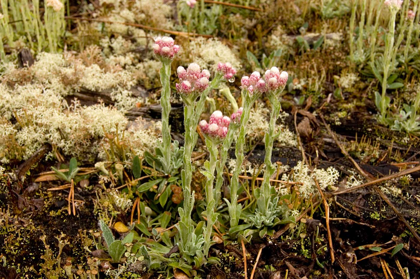 Изображение особи Antennaria dioica.