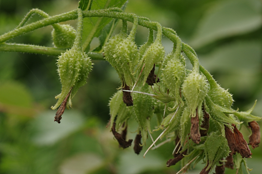 Image of Symphytum × uplandicum specimen.