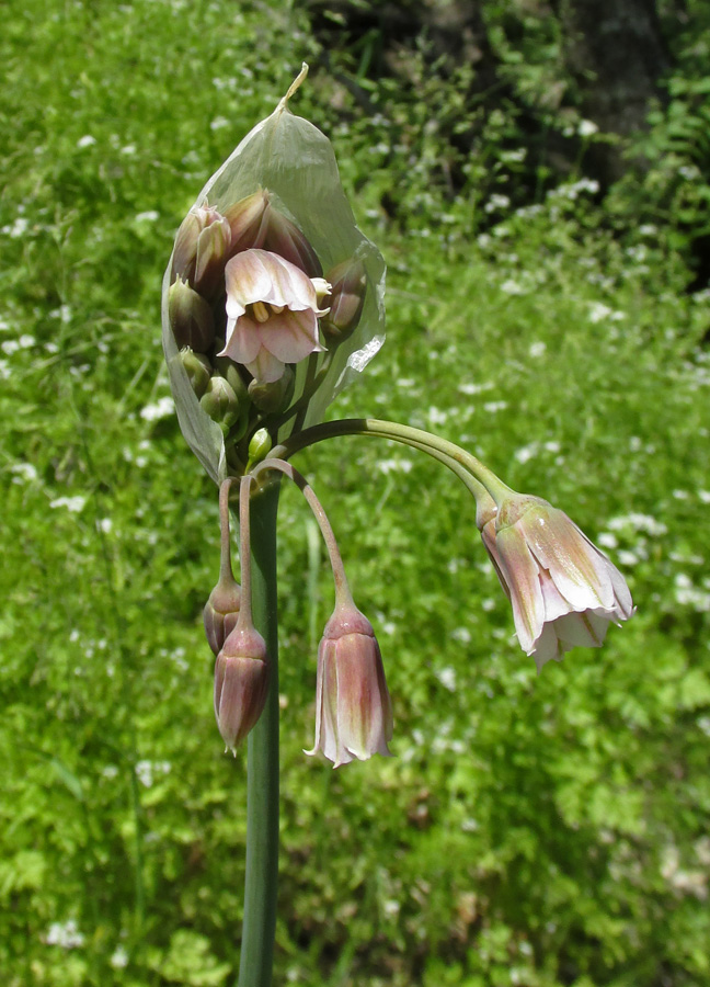 Image of Nectaroscordum bulgaricum specimen.