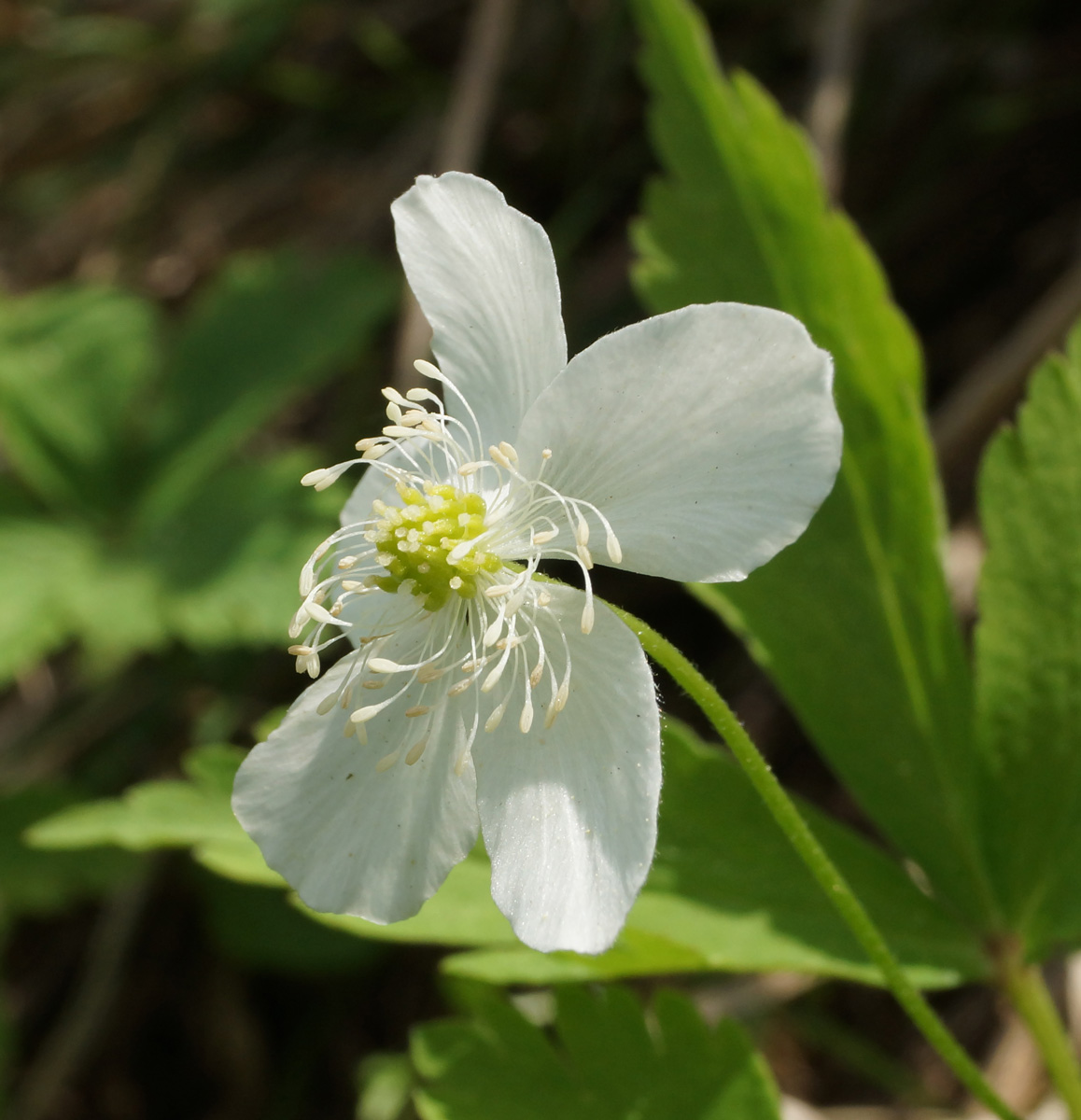 Image of Anemone umbrosa specimen.