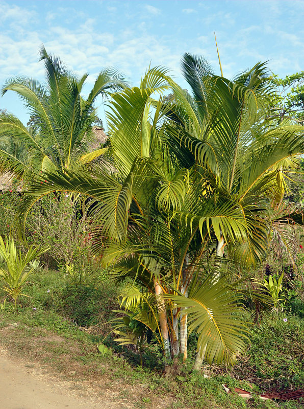 Image of Dypsis lutescens specimen.