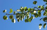 Pyrus pyraster