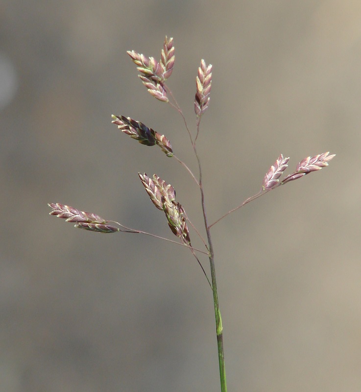 Image of genus Poa specimen.