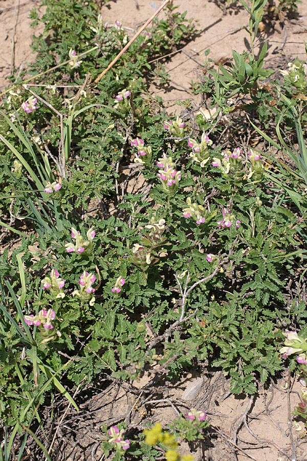 Изображение особи Scutellaria adsurgens.