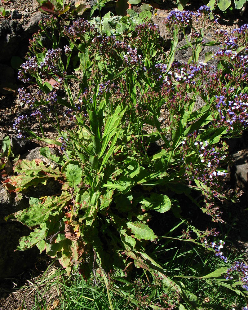 Image of Limonium brassicifolium specimen.